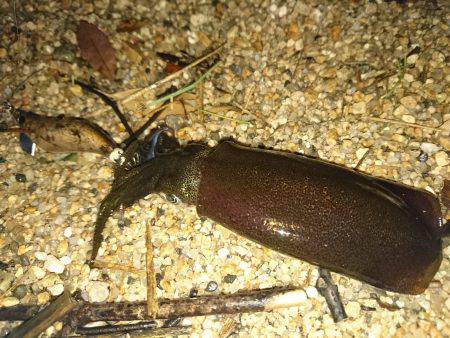 サーフの秋イカは…