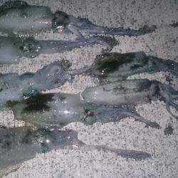 アオリイカ大漁