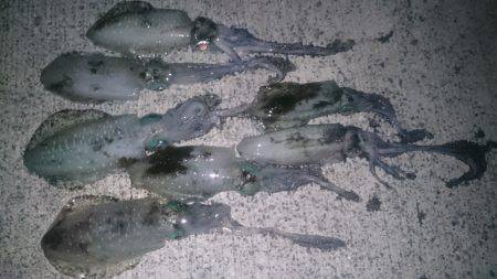 アオリイカ大漁