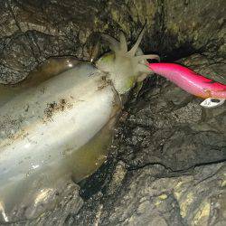 地磯オールナイト