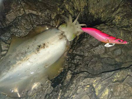 地磯オールナイト