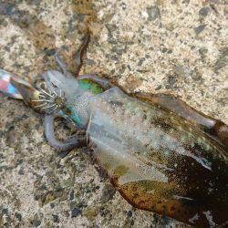 連日の地磯エギング