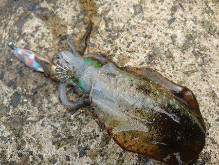 連日の地磯エギング