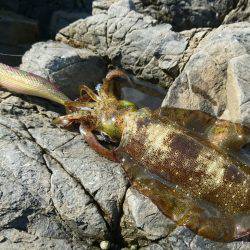 敦賀秋イカ(￣▽￣)地磯