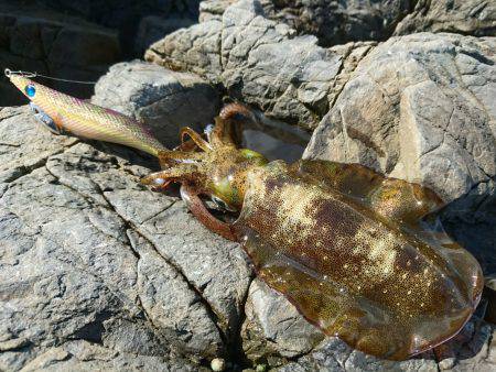 敦賀秋イカ(￣▽￣)地磯