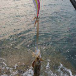 ちょいとエギング