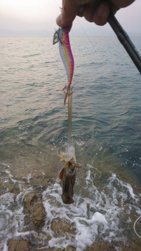 ちょいとエギング