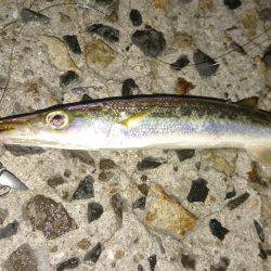 何故かハマチ⁉