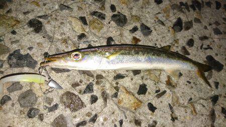 何故かハマチ⁉