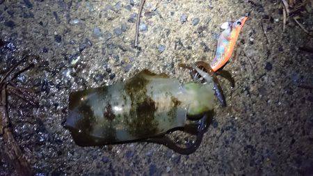 朝マズメエギング