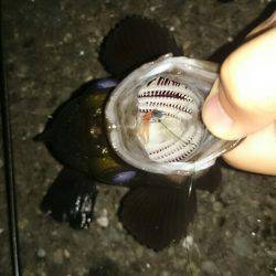 驚愕の野島ポテンシャル！メバルポンポン