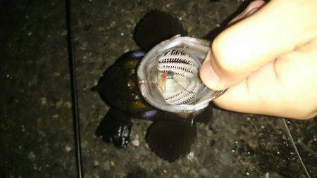 驚愕の野島ポテンシャル！メバルポンポン