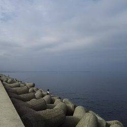 貝塚人工島でアオリイカ2杯キャッチ