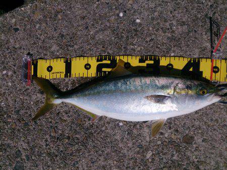 パターンがはまると・・・