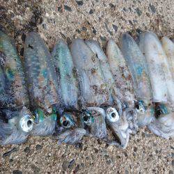 朝マズメ狙いで