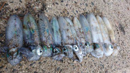 朝マズメ狙いで