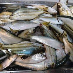 浜名湖内でも大物