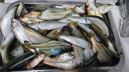 浜名湖内でも大物