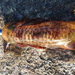 強風の合間に連発