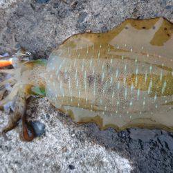 新規ポイント調査