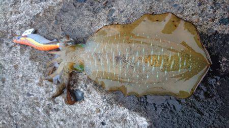 新規ポイント調査