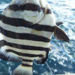 鳥取にオオアジを狙いに。