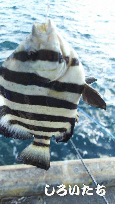 鳥取にオオアジを狙いに。