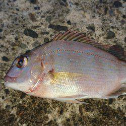 エサが余っていたので