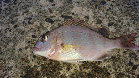 エサが余っていたので