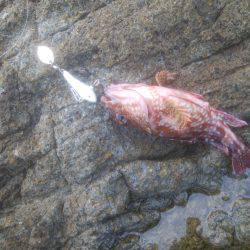 ロックフィッシュ