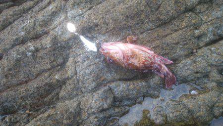 ロックフィッシュ