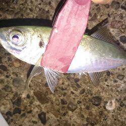 今年の秋エギング