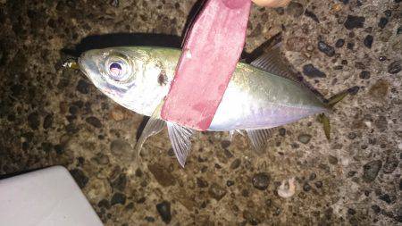 今年の秋エギング