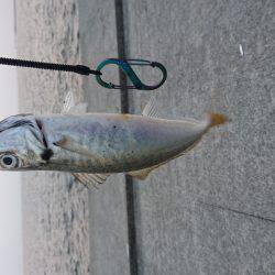 ポーアイ太刀魚