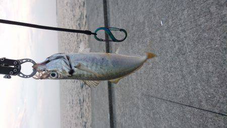 ポーアイ太刀魚