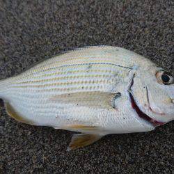 戻ってきたキス