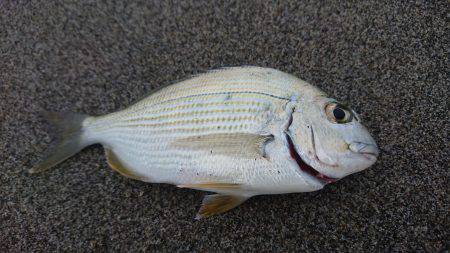 戻ってきたキス