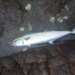 ロックフィッシュ＆　シーバス