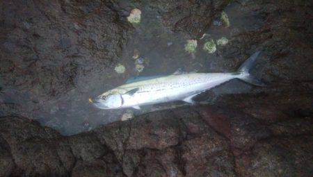 ロックフィッシュ＆　シーバス