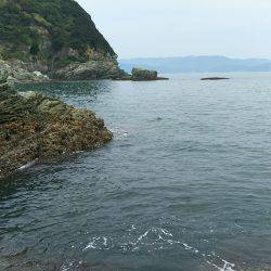 小さいアオリイカ