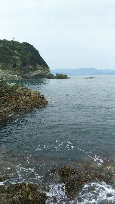 小さいアオリイカ