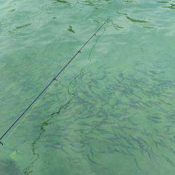 イワシで良型チヌゲット