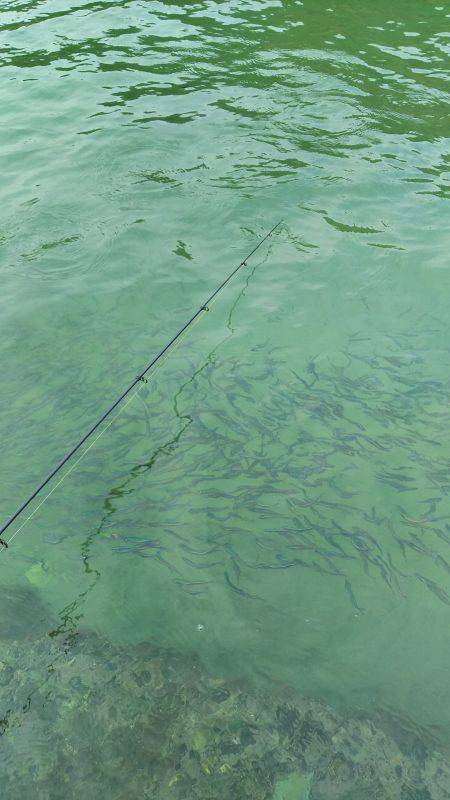 イワシで良型チヌゲット