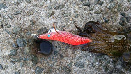 teamゲッソー調査隊