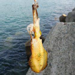 teamゲッソー調査隊