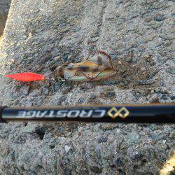 teamゲッソー調査隊