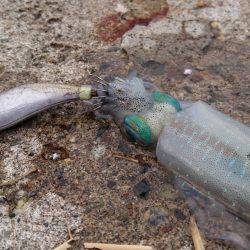 まだまだお子様、、