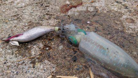 まだまだお子様、、