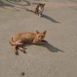 青物からのキス