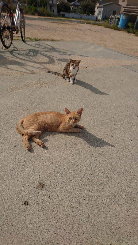青物からのキス